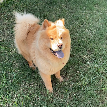 Fluffy chow chow dog named Boba standing outside on green grass | Orthodontist in Tomball, TX